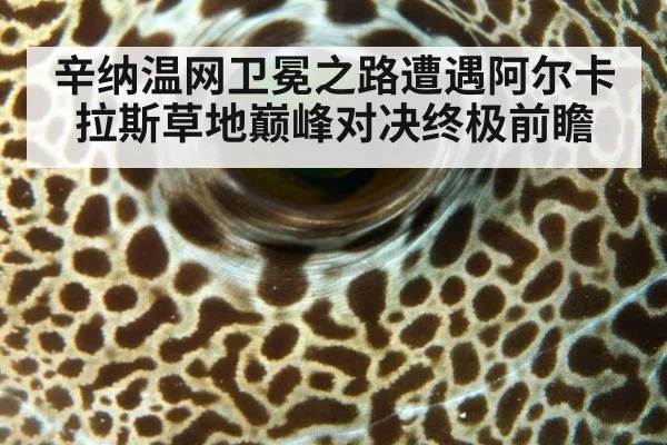 辛纳温网卫冕之路遭遇阿尔卡拉斯草地巅峰对决终极前瞻